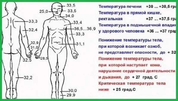 Области тела человека температура. Температура человека. Температурная карта тела человека. Пределы нормы температуры тела. Границы нормальной температуры тела человека.