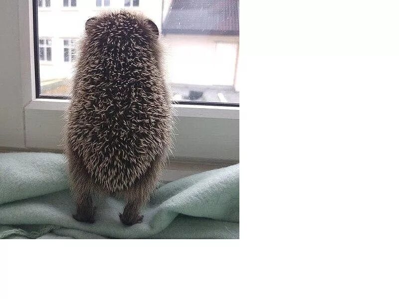А так ко