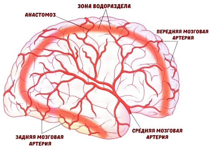 Сма мозга. Артерии мозга Виллизиев круг. Ветви средней мозговой артерии анатомия. Поверхностные ветви средней мозговой артерии. Кровоснабжение средней мозговой артерии головного мозга.