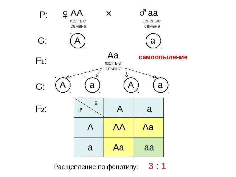 Сколько фенотипов при самоопылении