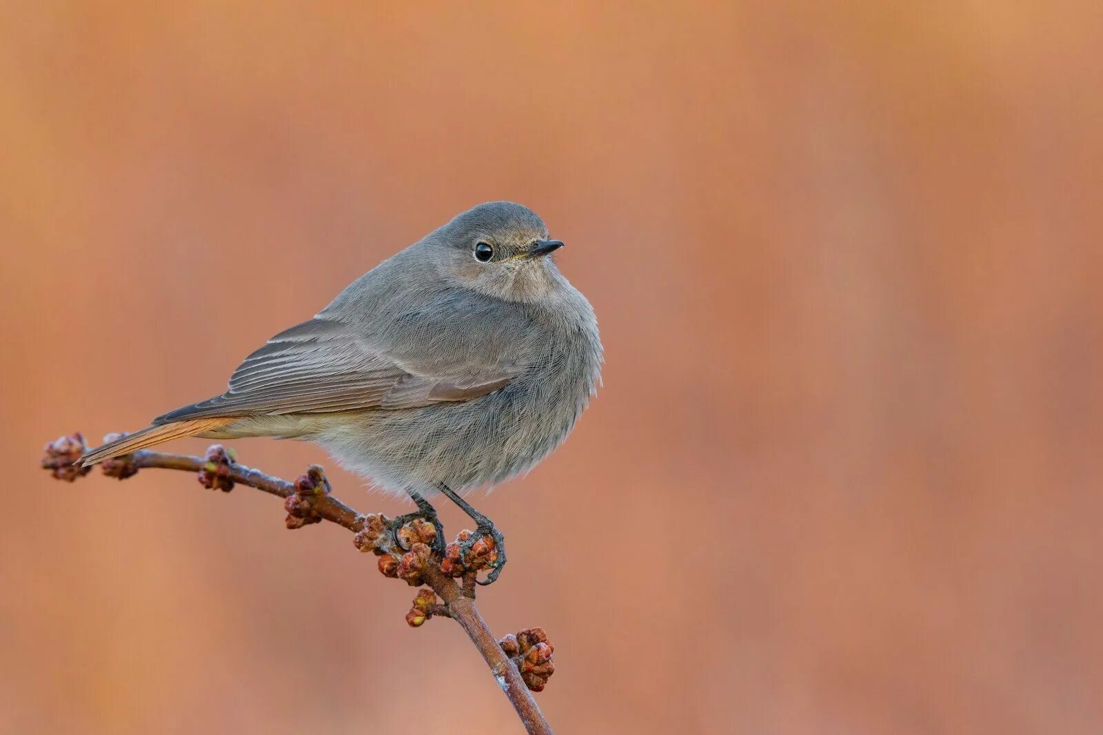 Зяблик горихвостка. Хохлатая Пичуга. Серый Дрозд (Grey Catbird). Птенец горихвостки.