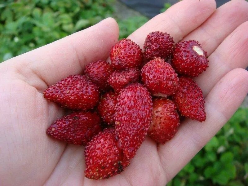 сорт земляники ремонтантной александрия. земляника ремонтантная али баба плазменные семена. земляника ремонтантная гавриш. земляника александрия гавриш. земляника александрия* 0,03 г.