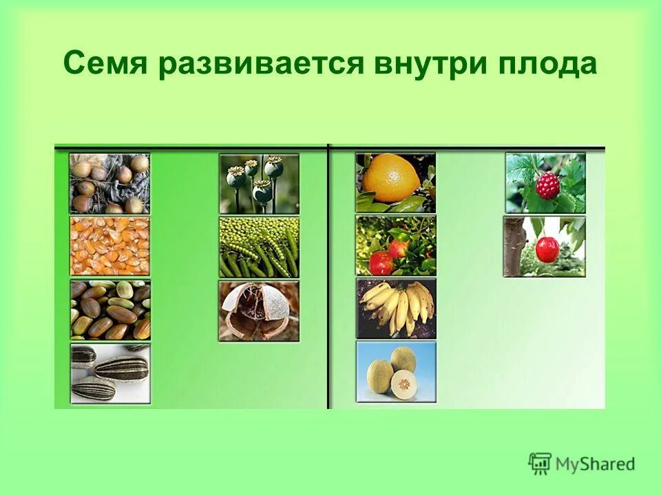 семя образуется из семязачатка. строение плода. завязь образуется из семязачатков. оплодотворение цветковых растений образование плодов. оклоплодник стенки завези.