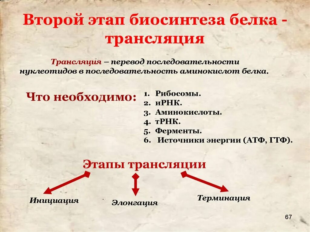 Стадии биосинтеза