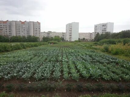 Саженцы в перми