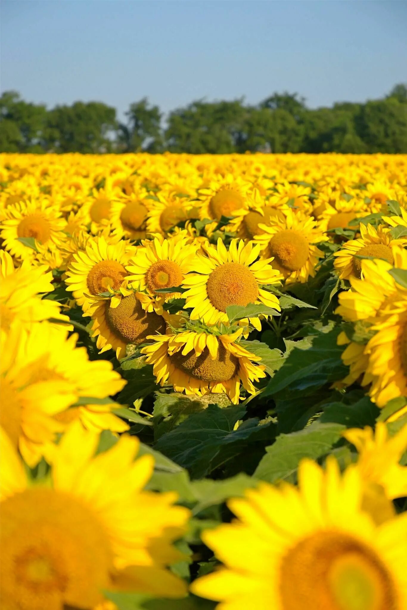 Pathway In Sunflower field Stock Photo Adobe Stock