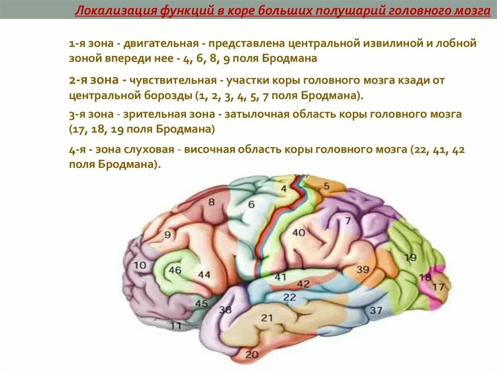 Локализация функций в коре полушарий мозга. Локализация функций в коре больших полушарий головного мозга. Локализация функций в коре больших полушарий. Локализация основных функций в коре головного мозга.