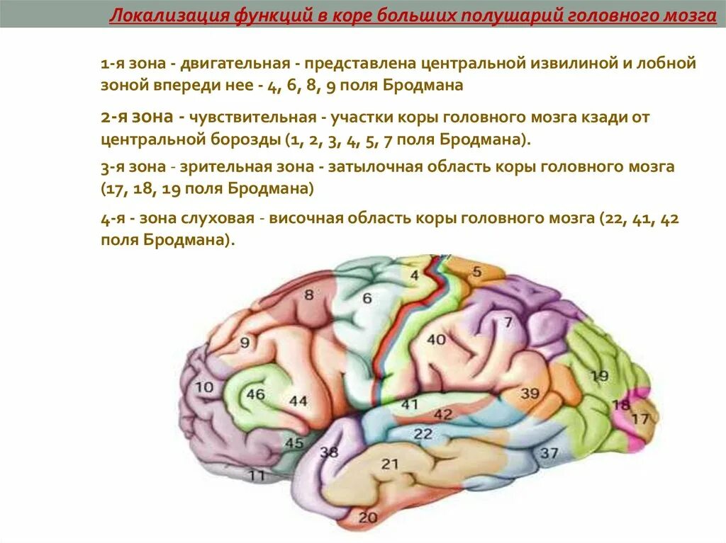 Зрительная зона коры больших полушарий проводниковый. Локализация функций в коре полушарий мозга. Локализация функций в коре больших полушарий головного мозга. Локализация функций в коре больших полушарий. Локализация основных функций в коре головного мозга.