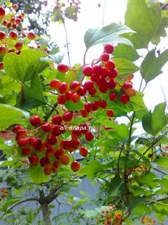 Калина красная отдых
