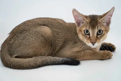 Чаузи кошка