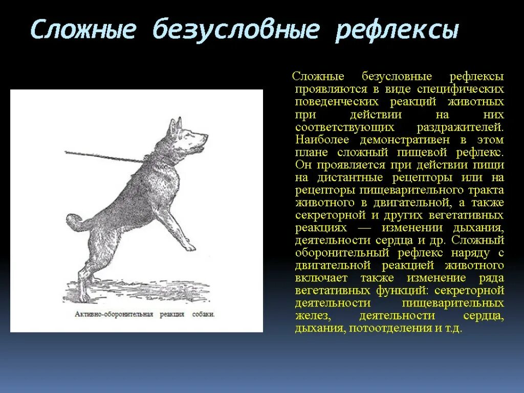 Безусловный рефлекс у собак. Оборонительная реакция у собаки. Активно оборонительная реакция у животных. Оборонительный условный рефлекс. Оборонительный рефлекс собаки.