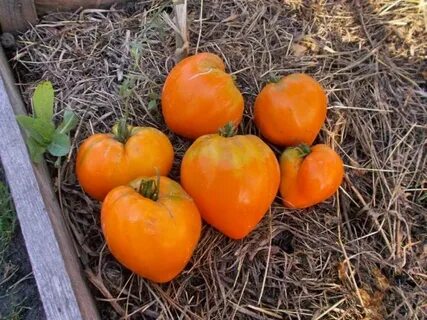 Томат немецкая оранжевая клубника характеристика