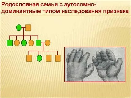 Праворукость у человека аутосомный доминантный