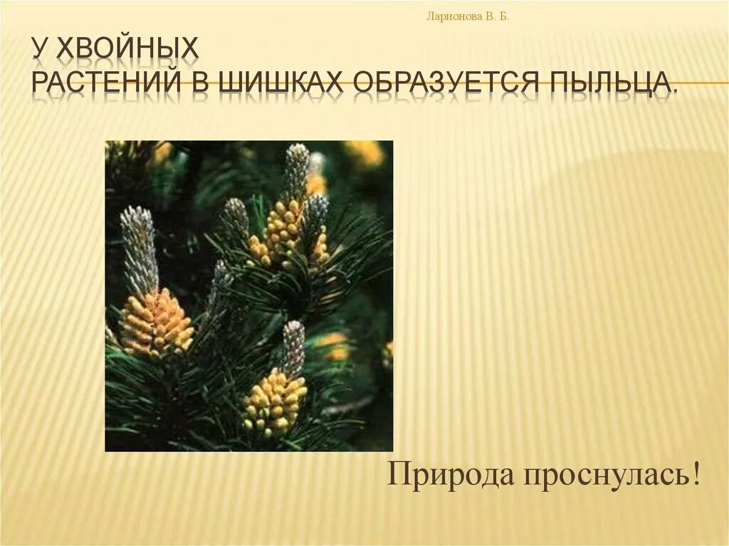 Как образуется шишка. Пыльца хвойных растений. весенние изменения у хвойных растений. у хвойных растений пыльца образуется в. изменения с хвойными растениями весной.