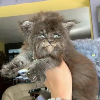 Кот с человеческим лицом