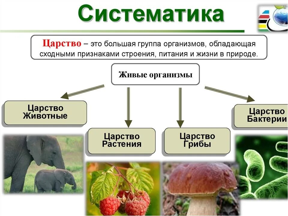 Многообразие организмов и их классификация. Систематика живых организмов. Систематика живой природы. Клеточные организмы систематика. Систематика живой прииро.