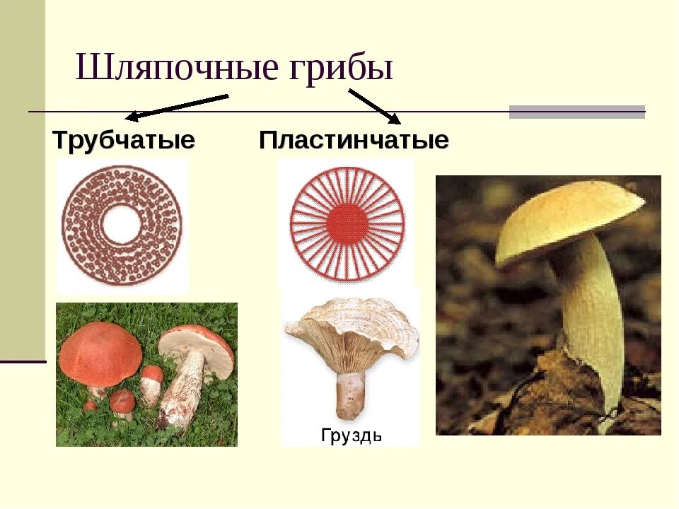 1 трубчатые грибы. Несъедобные Шляпочные грибы. Шляпочные и пластинчатые грибы. Шляпочные трубчатые съедобные грибы. Шляпочные грибы трубчатые и пластинчатые.