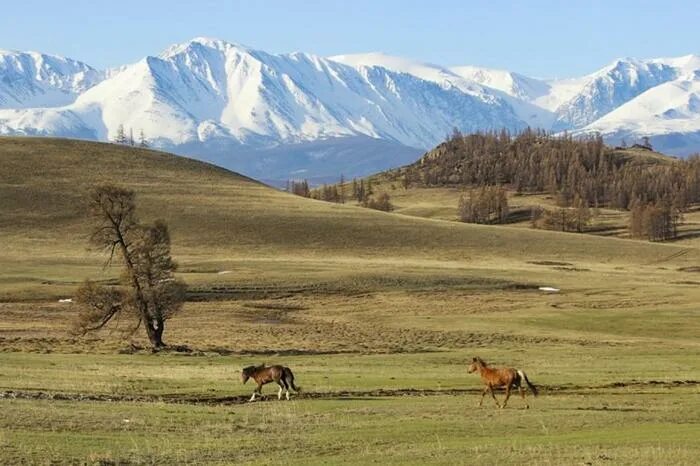 Курай кош агачский район