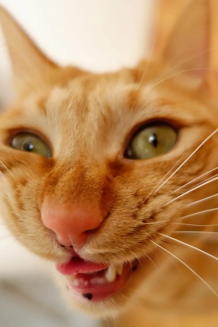 Котик с огромными глазами. Морда кошки. Сумасшедший котик. Сумасшедший кот. Шизанутый кот.