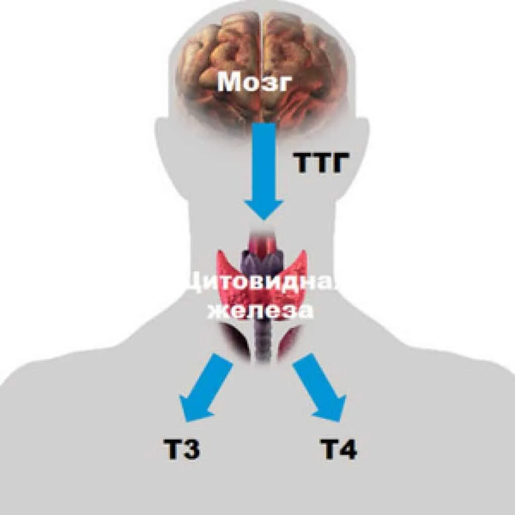 Ттг у мужчин симптомы. Железа вырабатывающая тиреотропный гормон. Гормоны щитовидки ТТГ И т4. Щитовидной железа ТТГ И т4. Щитовидная железа т3 т4.