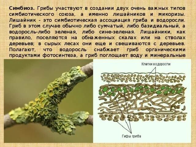 Симбиоз водоросли и гриба это пример. Гриб и водоросль в лишайнике. строение симбиоз лишайников.