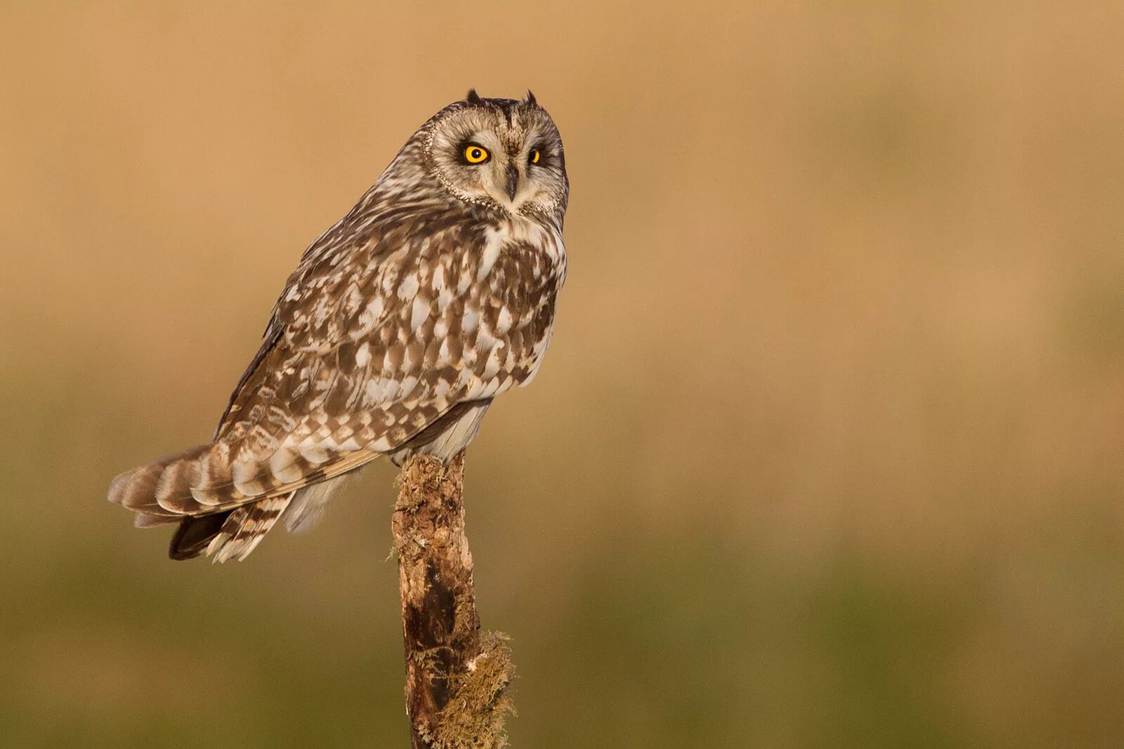 Сова губерния. Сова губерния. Сова губерния. Сова длинно хвостая неясвть. Сова губерния.