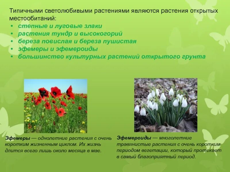 Какие древесные растения относят к светолюбивым. Растения эфемероиды светолюбивые или тенелюбивые. светолюбивые травянистые растения. светолюбивые декоративные растения. светолюбивыми растениями являются.