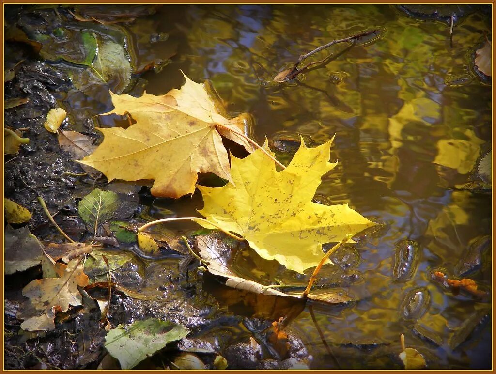 Осень листья давно облетели. Опавшие листья. Кленовый лист осень опавший лужа. Листья падают на мокрую землю. «Опавшие листья» Хмелевской.