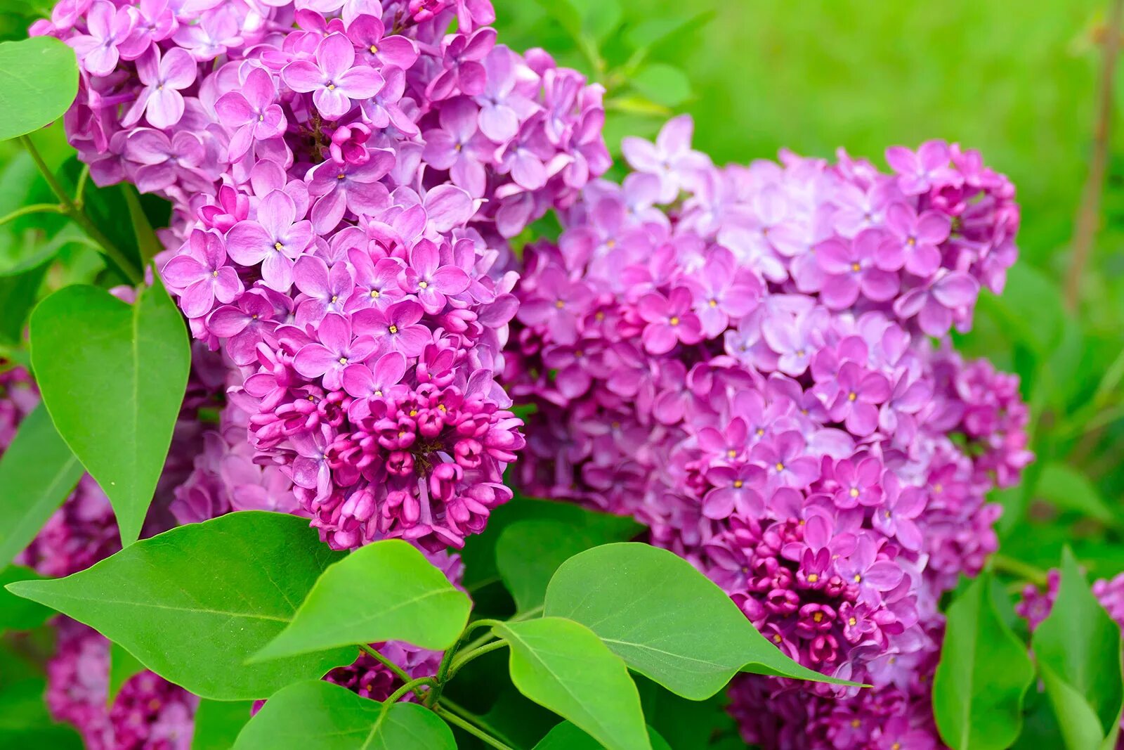 Персидская махровая сирень. Сирень Персидская (Syringa persica). Сирень Персидская и обыкновенная. Карликовая Персидская сирень. Сирень ахмед