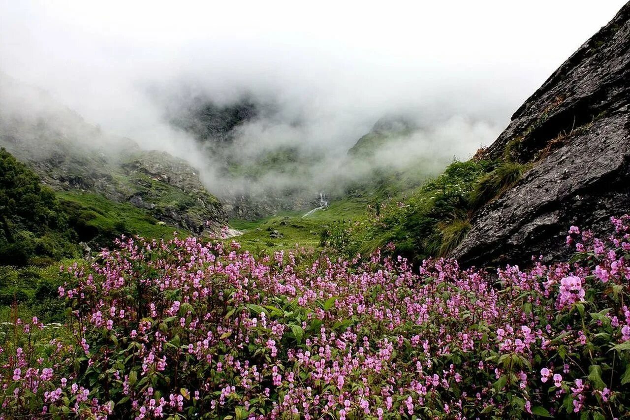 Долина цветов, уттаракханд, индия. Национальные парки нанда-деви и «долина цветов» (штат уттаракханд). Цвести в долине. Долина цветов в гималаях. Национальный парк долины цветов, уттаракханд.