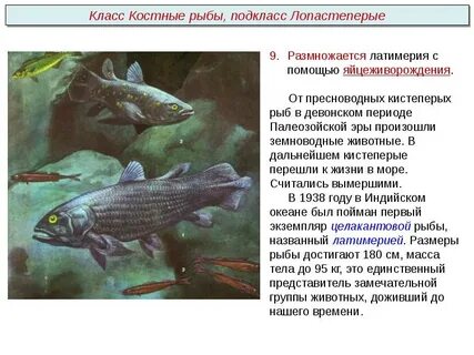 Эра рыбы года