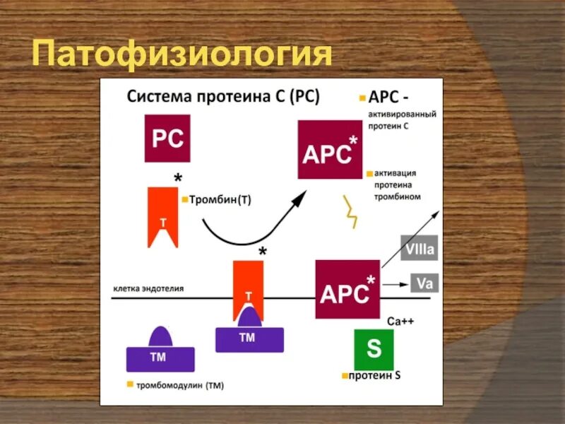 Протеин c и s. Система протеина с. Механизм действия протеина с. Дефицит протеина с. Дефицит протеина с клинические рекомендации.