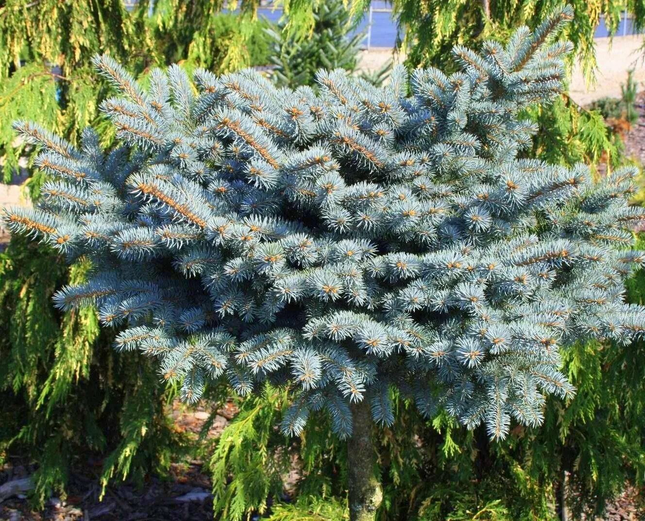 Ель колючая глобоза. Ель колючая glauca globosa. Ель колючая голубая Глаука. Ель колючая голубая Глаука Глобоза.