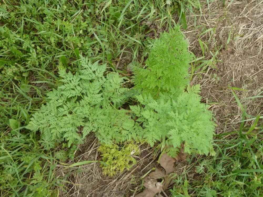 Сорняк похожий на морковь с белыми корнями. Сорняк как морковка. Дикая морковка трава. Морковь и лук на грядке. Керосин от сорняков.