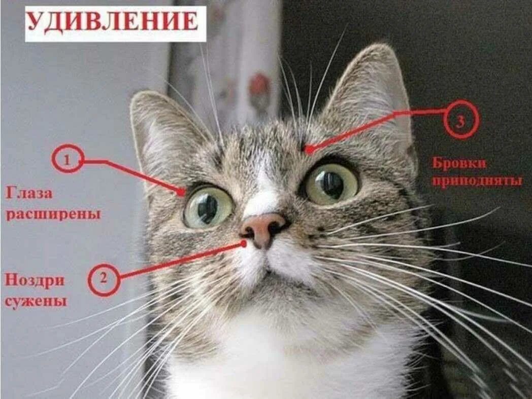 Просто удивление. Как понять эмоции кошки. Эмоции кота по ушам. Удивленный взгляд кота. Кошачьи морды с эмоциями.