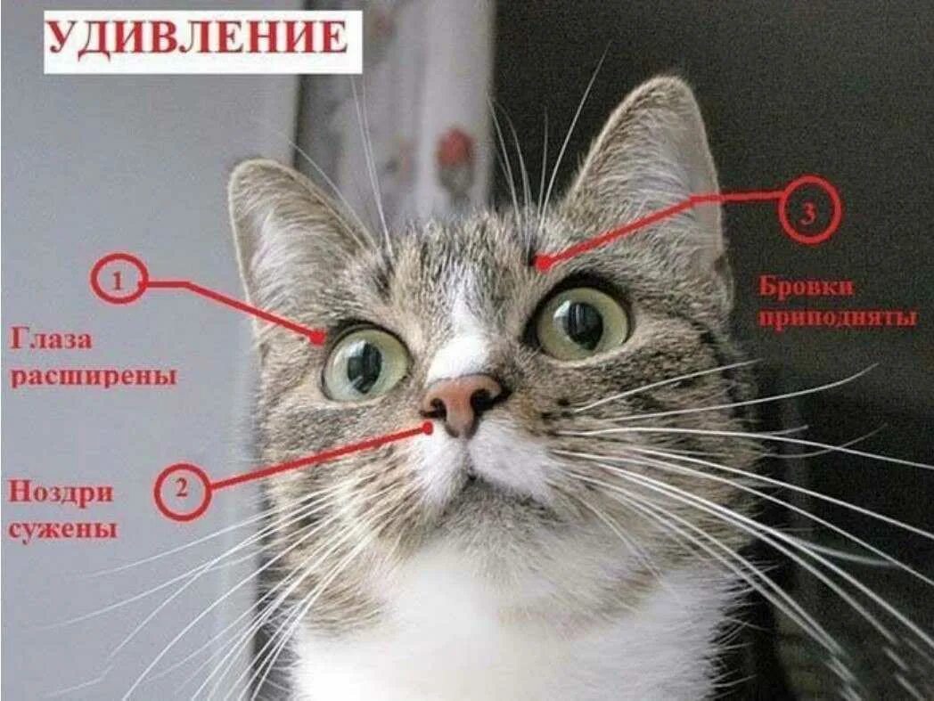 Почему кот смотрит в глаза. Эмоции кошек. эмоции кота по ушам. удивленный взгляд кота. кошачьи морды с эмоциями.