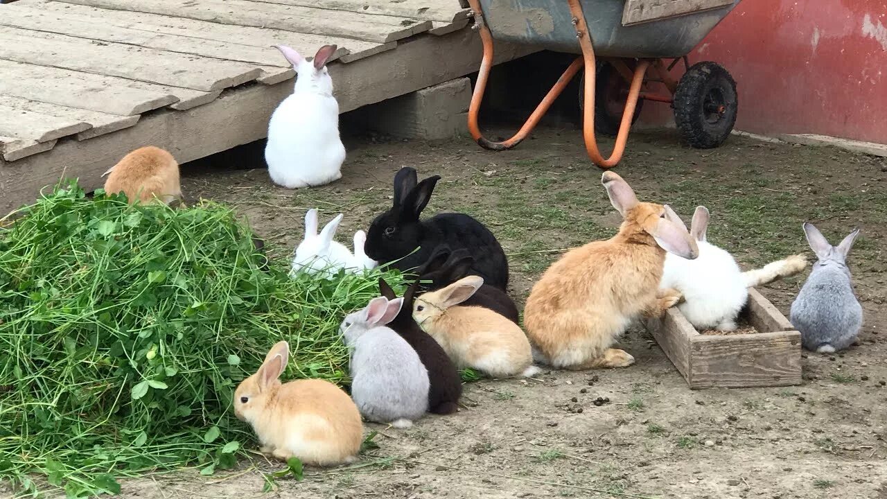 Включи где кролики. Разведение кроликов. Ферма кроликов. Кормление кроликов на ферме.