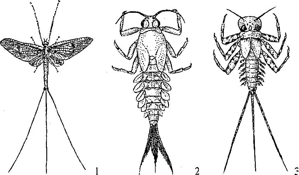 Личинка Стрекозы поденки. Подёнки строение. Личинка поденки строение. Поденки внешнее строение.