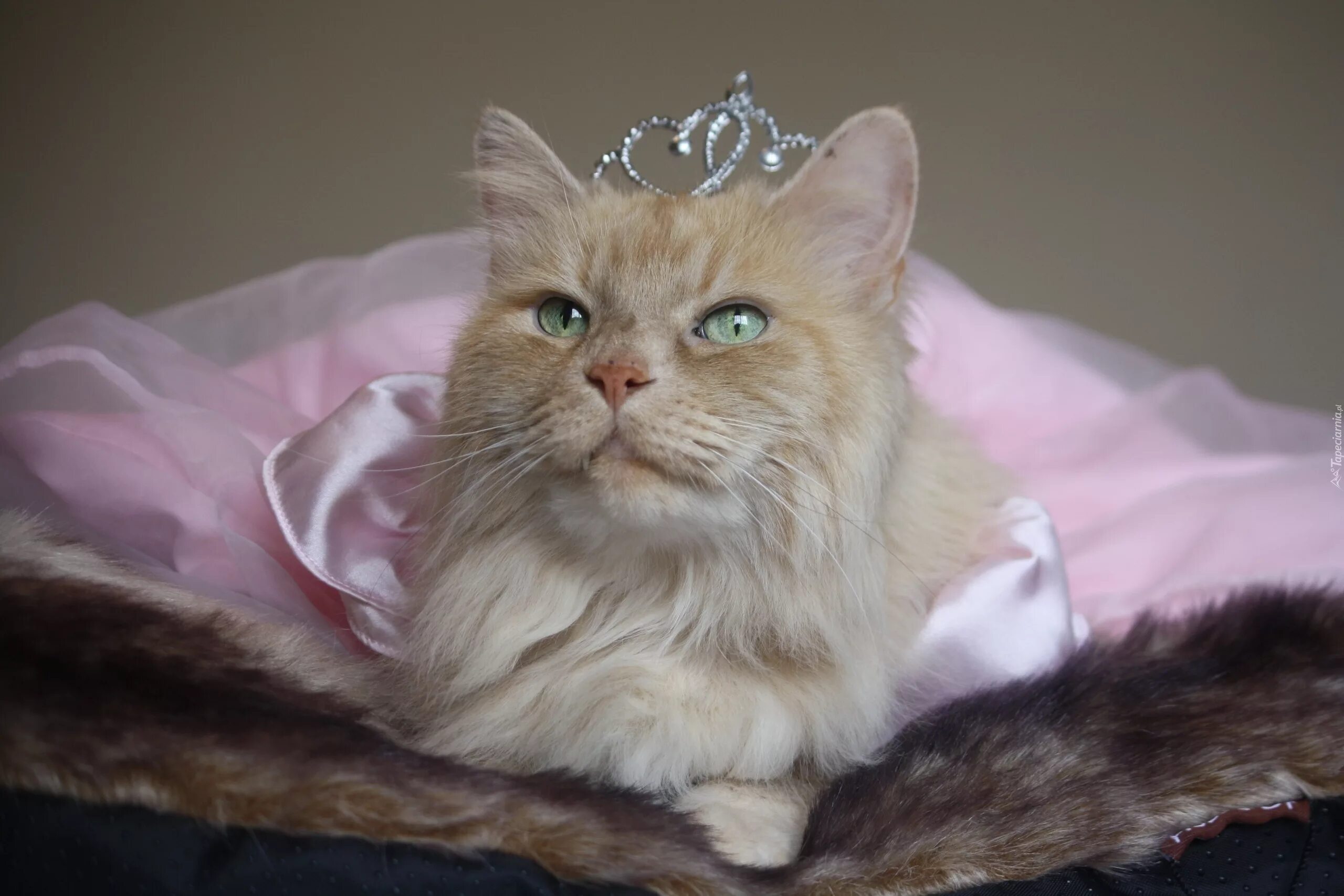 Кошечка красавица москвы. Кошка в короне. Кошка принцесса. Красивые кошки. Королевская кошка.