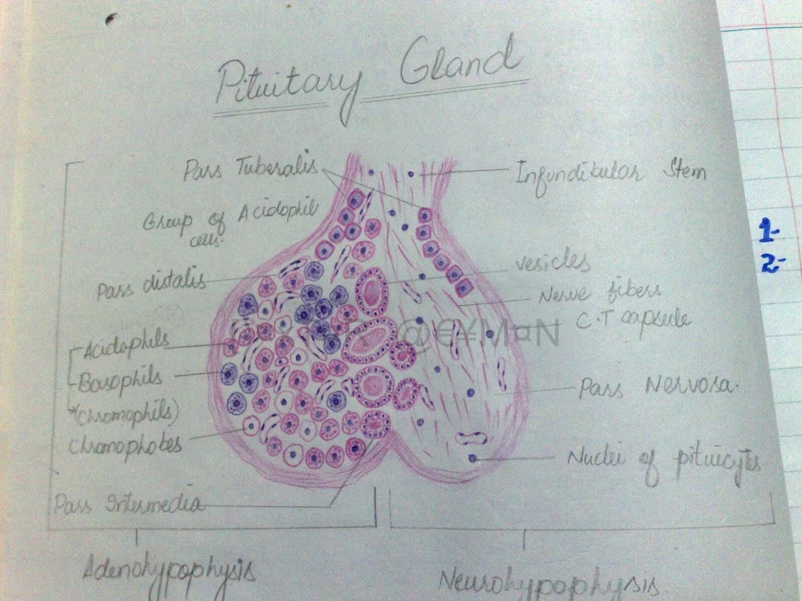 Гипофиз кошки препарат гистология. Сагиттальный срез губы гистология. Гипофиз кошки гистология. Рисунки по гистологии. Рисунки по гистологии для альбома.