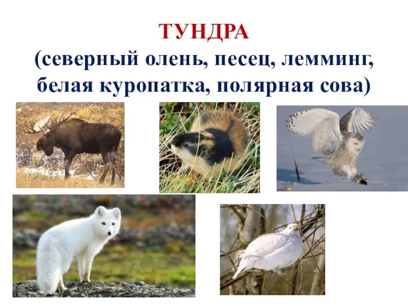 Плакат тундра. Обитатели тундры. Песец северный олень куропатка природная зона. Животный мир тундры. Природные зоны северной америки животные.