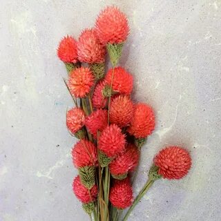 Садовые сухоцветы фото названия