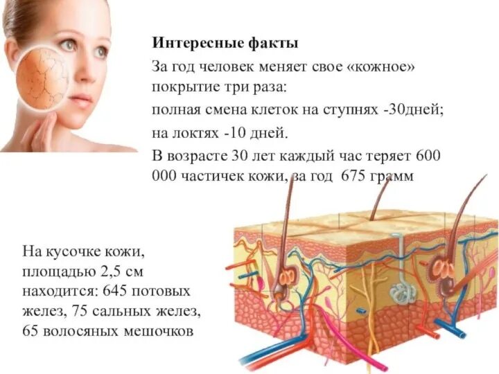 Кожа человека для детей