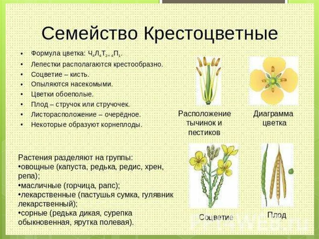 Чем характеризуются растения из класса двудольных