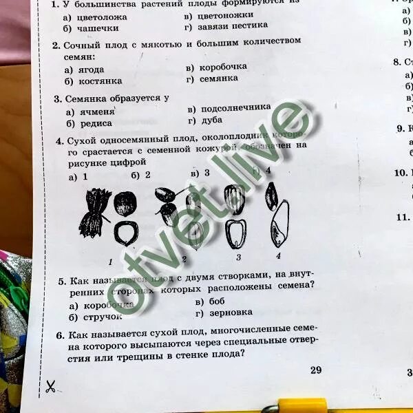 Биология 6 класс тесты. Плоды и семена проверочная работа. Проверочная работа по биологии 6 класс тема плоды. Контрольная работа по теме плоды 6 класс. Таблица по теме плоды по биологии 6 класс пасечник.