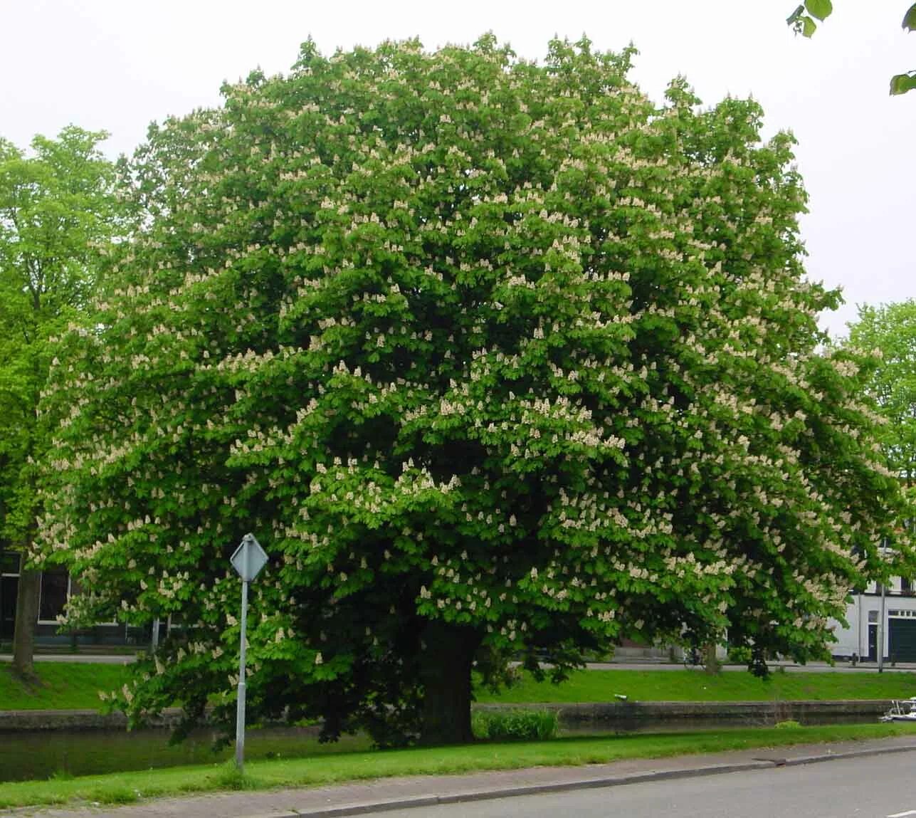 Какие деревья на южную сторону. Каштан (Aesculus hippocastanum). Конский каштан дерево. Каштан конский (Aesculus). Каштан конский обыкновенный дерево.