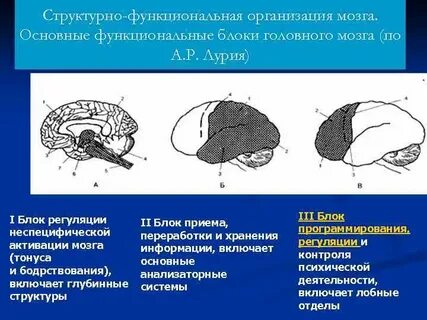 Функциональные структуры мозга