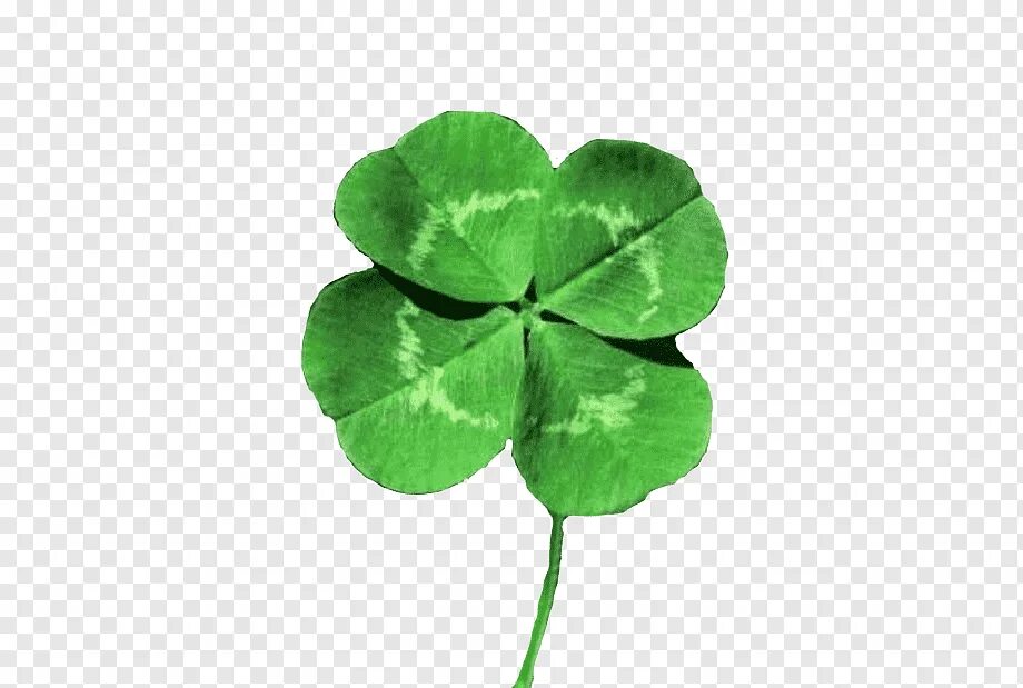 Привлечение удачи. Удача бел. Цветочек на удачу. Клевер 4х листник. Удача бел.