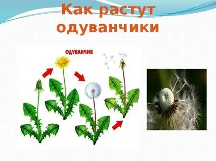 Одуванчик какая группа