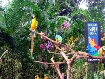 Park bird are you